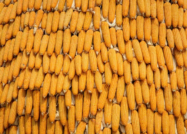 Ripe dried corn background — Stock Photo, Image