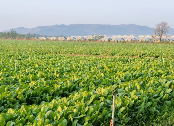 Китайская брокколи или китайская капустная плантация — стоковое фото