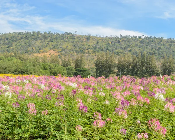 Cleome or spider flower field — Stock Photo, Image