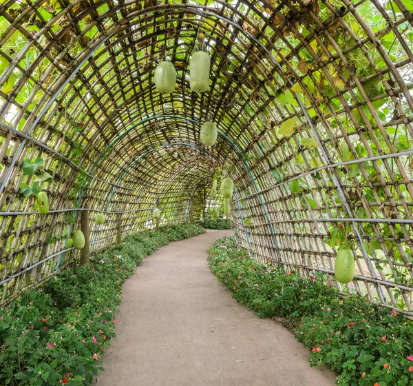 冬メロン苗の緑のトンネル — ストック写真