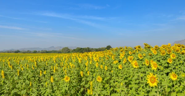 Campo de girasol sobre cielo azul —  Fotos de Stock