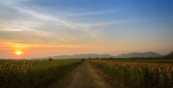 Zonnebloem veld over blauwe hemel — Stockfoto