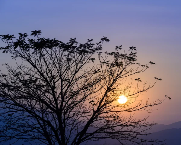 Bunter Sonnenuntergang mit Silhouettenbaum — Stockfoto