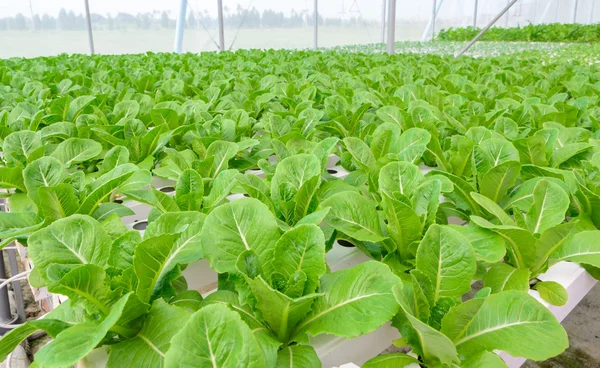 Hydroponické zeleninu plantáž — Stock fotografie