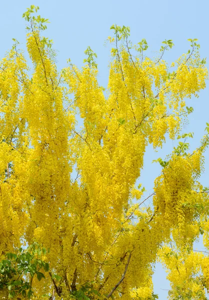 Cassia Fístula o árbol de ducha dorado — Foto de Stock