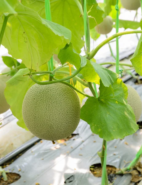 Melon or Cantaloupe fruit — Stock Photo, Image