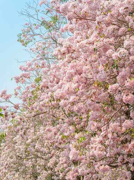 Trompet veya Tabebuia ağaç Pembe çiçek — Stok fotoğraf