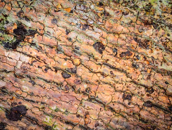 Tree bark texture background with lichens — Stock Photo, Image