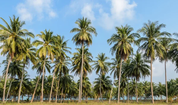 Hindistan cevizi plantasyon Tayland — Stok fotoğraf