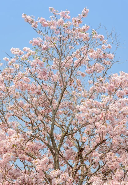 トランペットや Tabebuia ツリーのピンクの花 — ストック写真