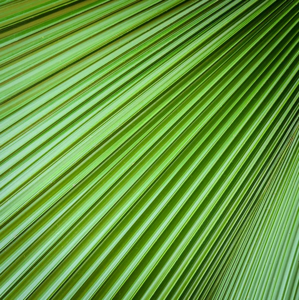 Palma folha textura fundo — Fotografia de Stock