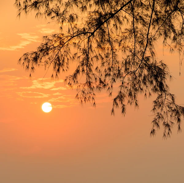 Gouden zonsopgang met silhouet pine blad — Stockfoto