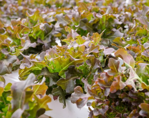 Hydroponic red oak leaf lettuce vegetables plantation — Stock Photo, Image