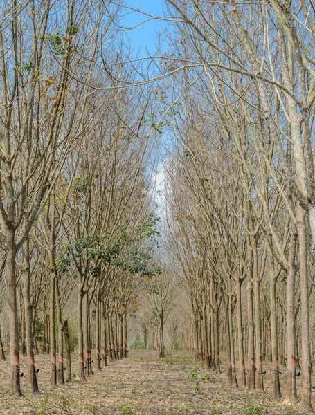 Plantación de caucho en otoño — Foto de Stock