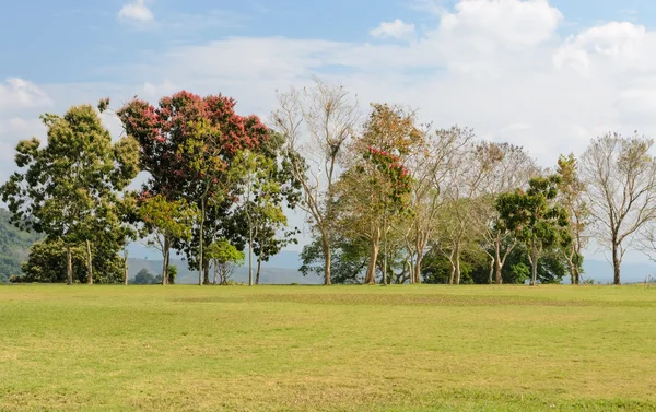 Boom en groen grasveld — Stockfoto