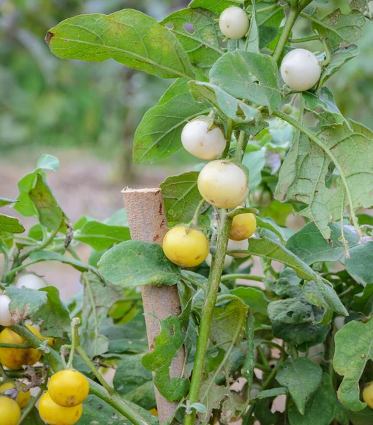 Thailändsk äggplanta på sitt träd — Stockfoto