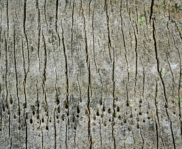 Struttura della corteccia di palma — Foto Stock