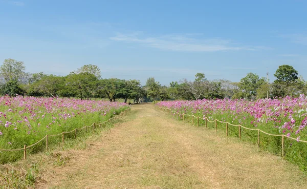 Campo de flores Cosmos — Fotografia de Stock