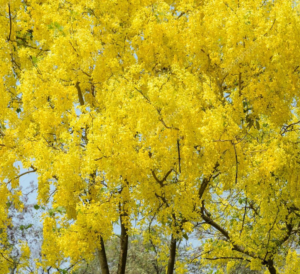 Lista 97+ Foto Que Es La Lluvia Dorada? Alta Definición Completa, 2k, 4k