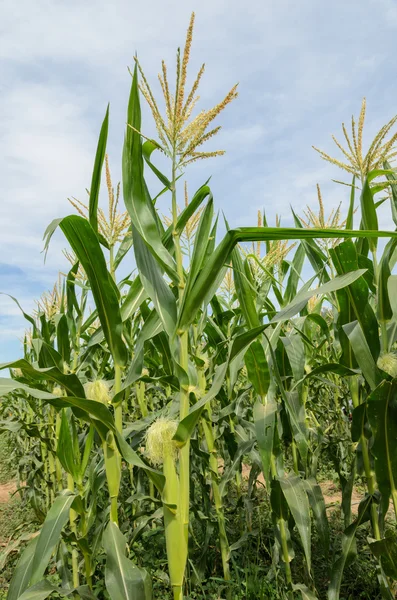 Зеленое кукурузное поле в голубом небе — стоковое фото