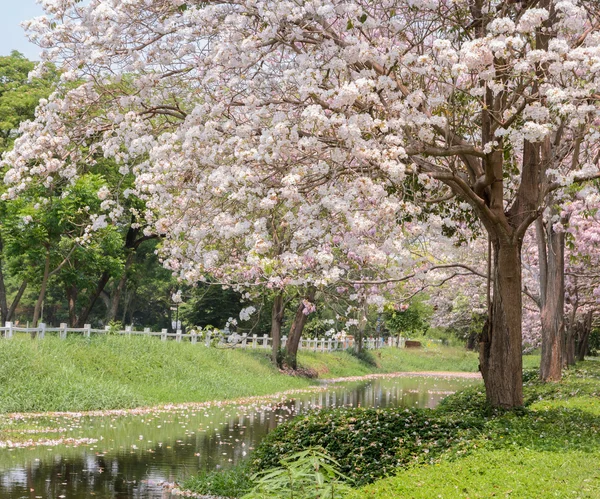 Kanal boyunca trompet ağacının Pembe çiçek — Stok fotoğraf