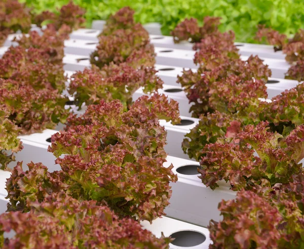 Wasserstoffroter Blattsalat Gemüseplantage Stockfoto