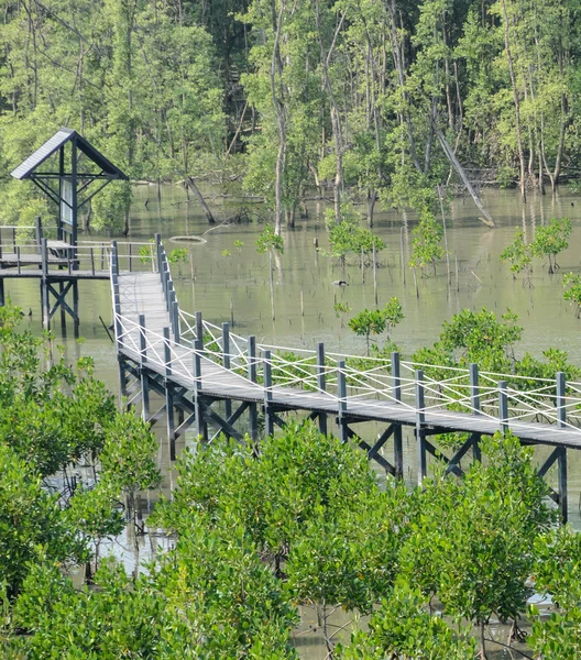 Träbro i mangroveskogen — Stockfoto