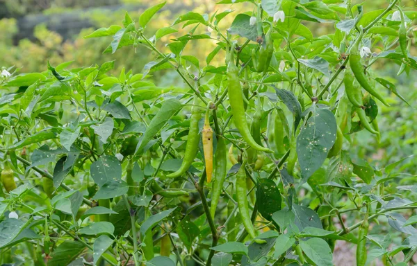 Thailändska paprika, en cayenne skriver peppar — Stockfoto