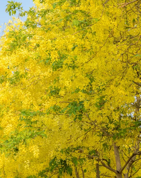 Cássia Fístula ou árvore de banho dourada — Fotografia de Stock