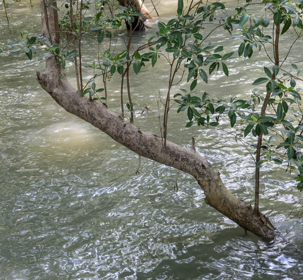 Mangrovebos — Stockfoto