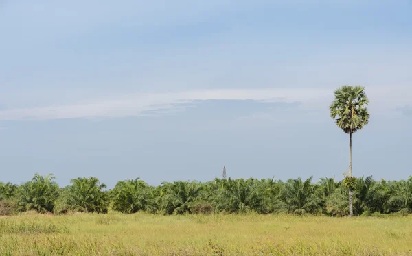 Palmolie boom in Thailand — Stockfoto