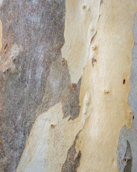 Textur der Eukalyptusrinde — Stockfoto