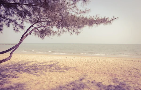 Strand met pijnboom — Stockfoto