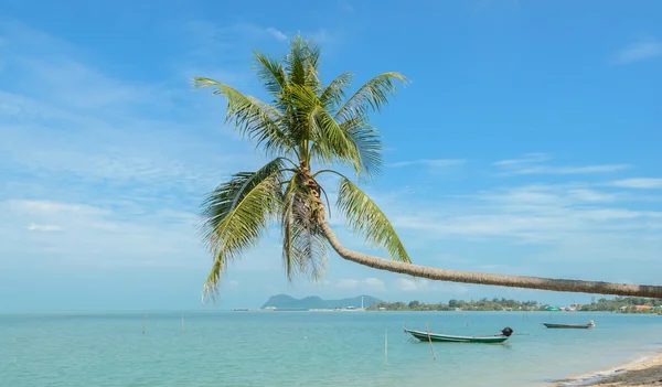 Natuur achtergrond van zee met kokos palmboom — Stockfoto