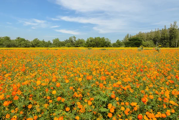 Campo de flores Cosmos — Fotografia de Stock