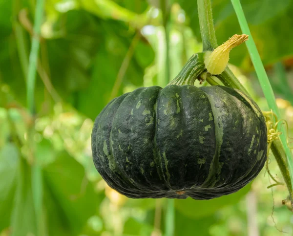 日本南瓜图库照片 免版税日本南瓜图片 Depositphotos