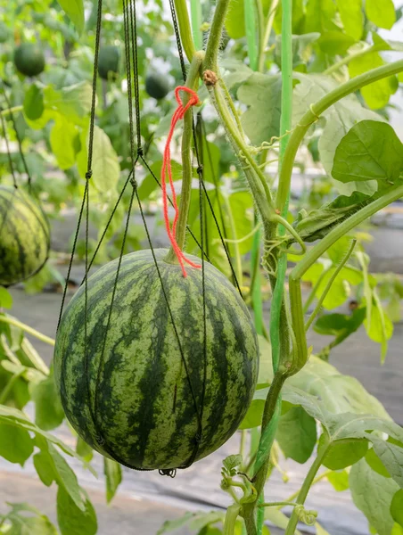 Watermelon fruit on its tree — Stock Photo, Image