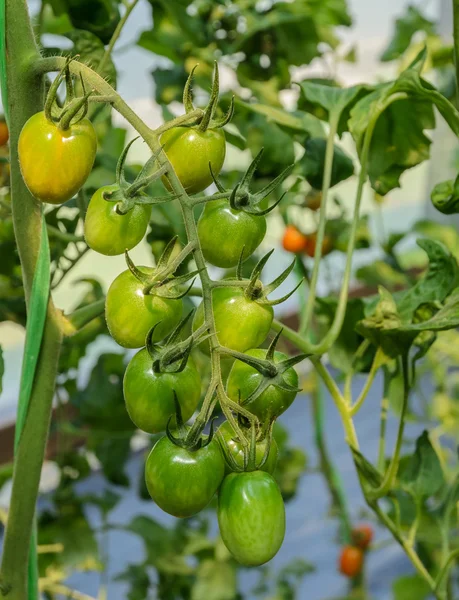 Eine Traube Tomaten — Stockfoto