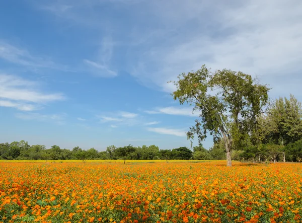 Campo de flores Cosmos — Fotografia de Stock