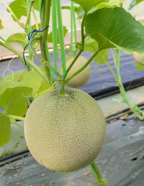 Melon or Cantaloupe fruit on its tree — Stock Photo, Image