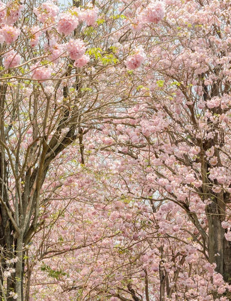 トランペットや Tabebuia ツリーのピンクの花 — ストック写真