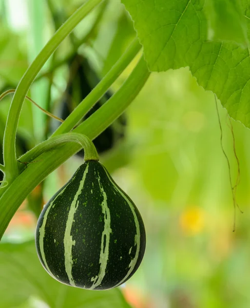 Ornamental gourd or Pumpkin on its tree — Stock Photo, Image