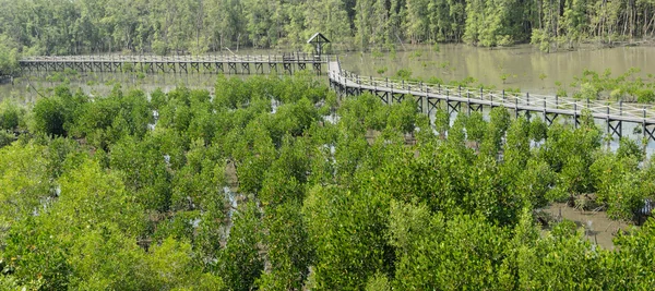 Wooden bridge in mangrove forest — Stock Photo, Image