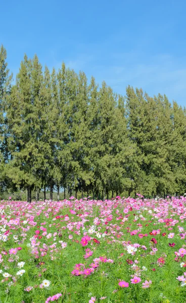 Cosmos blomst felt - Stock-foto