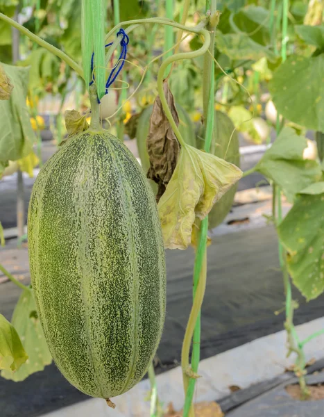 Santa Claus melon fruit on its tree — Stock Photo, Image