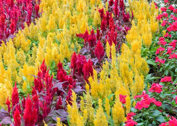 Färgglada fjäderprydda cockscomb blomma — Stockfoto