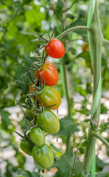 Un racimo de tomates — Foto de Stock