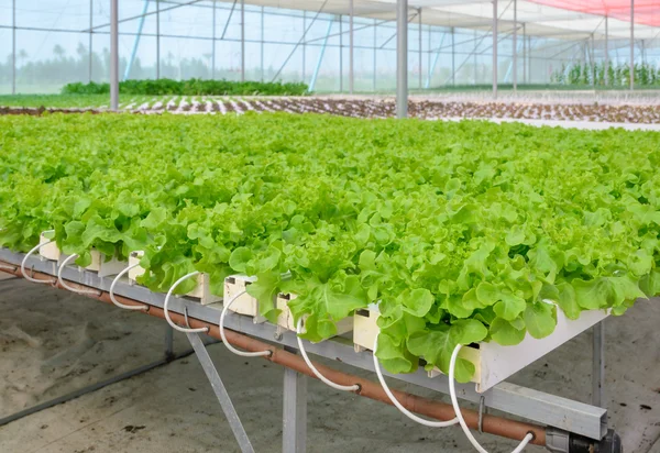 Гидропонная плантация зеленых листьев салата — стоковое фото
