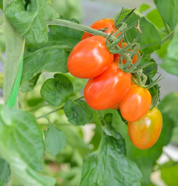 Eine Traube Tomaten — Stockfoto