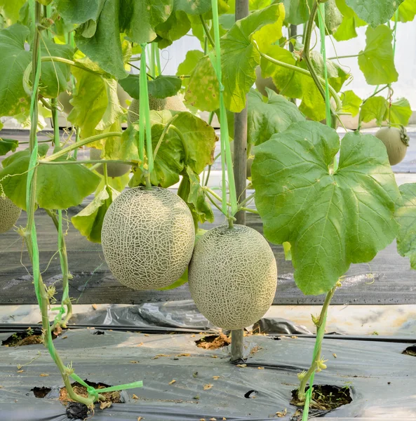 Melon or Cantaloupe fruit on its tree — Stock Photo, Image